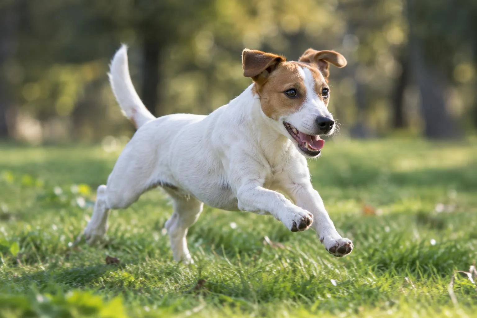 Un Jack Russell Terrier blanco con manchas color fuego corre feliz por el pasto de un parque.