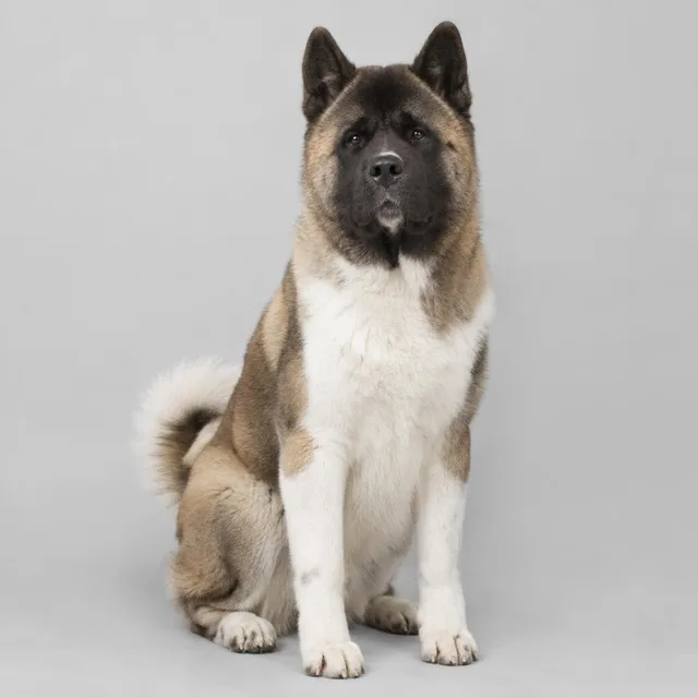Akita americano