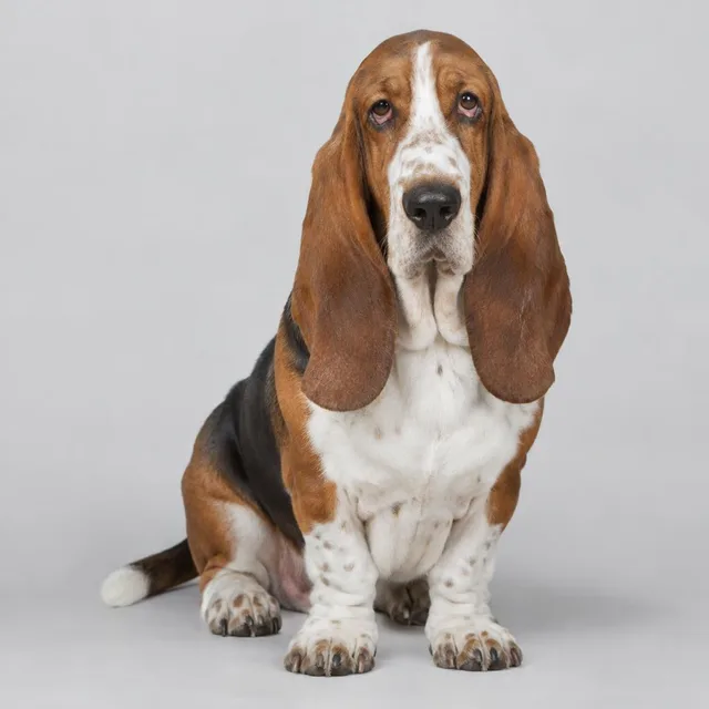 Basset hound