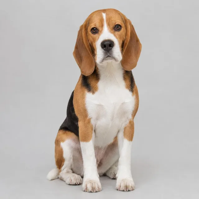 Beagle