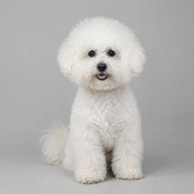 Bichón frisé