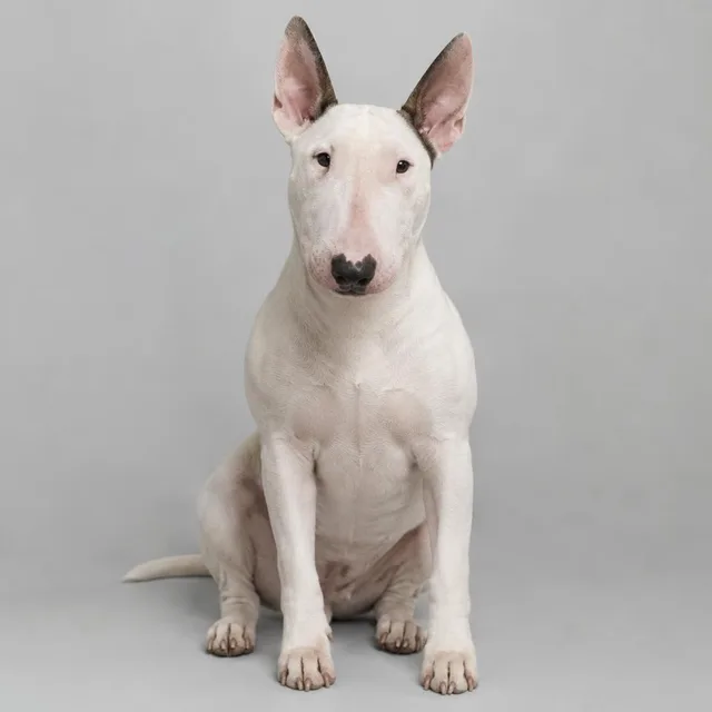 Bull terrier