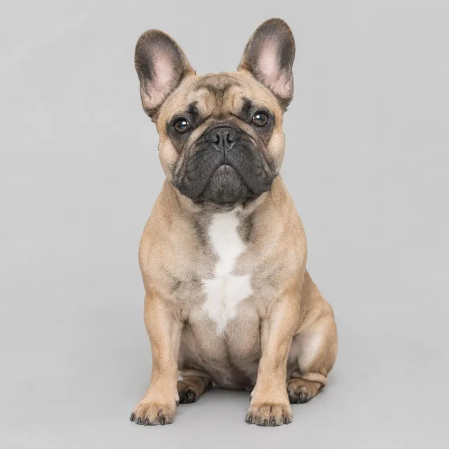 Bulldog francés