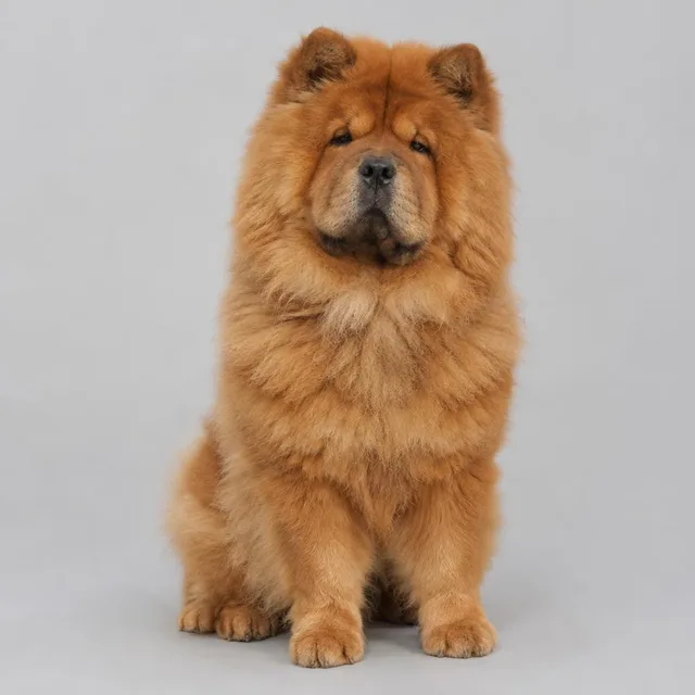 Chow chow