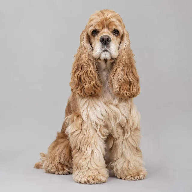 Cocker spaniel americano
