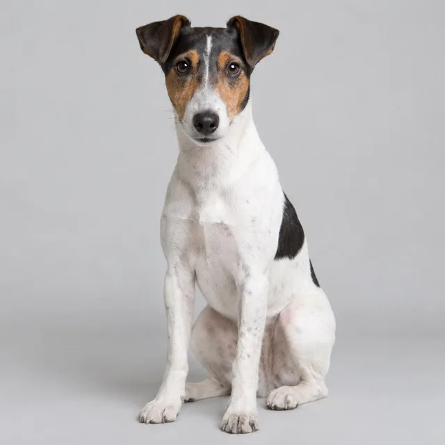 Fox terrier