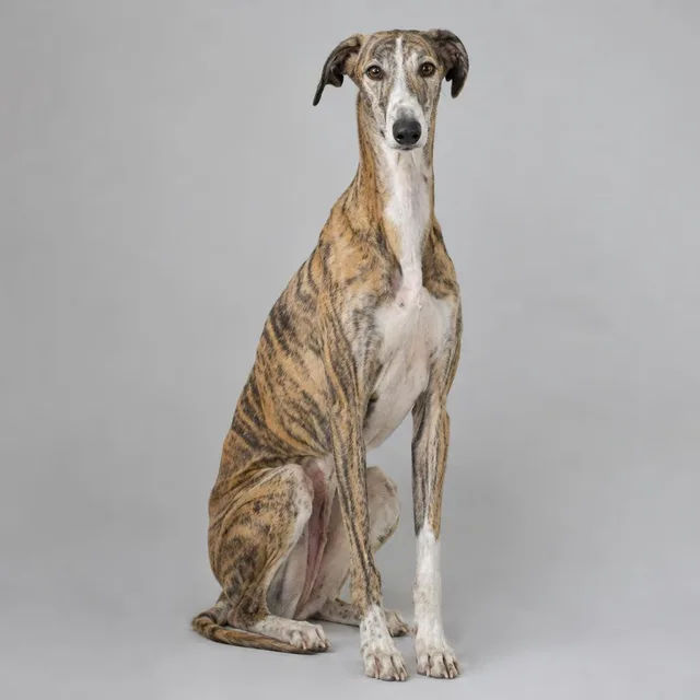 Galgo español