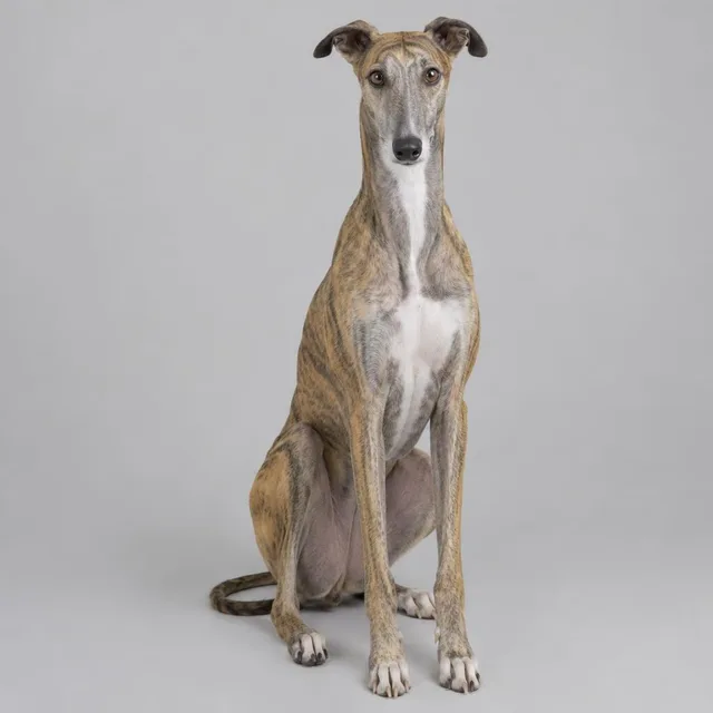 Galgo inglés