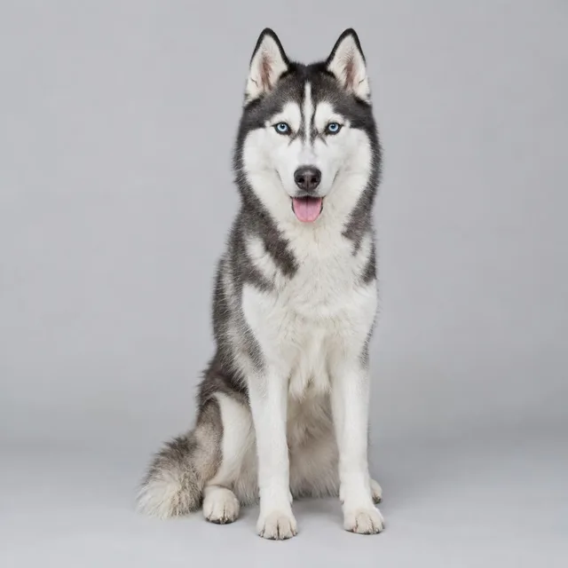 Husky siberiano