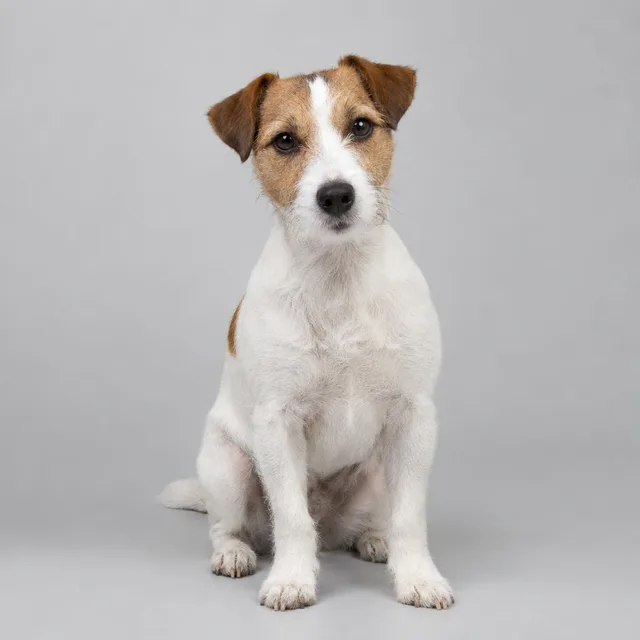 Jack Russell terrier