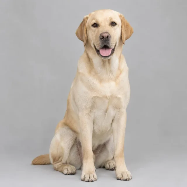 Labrador retriever