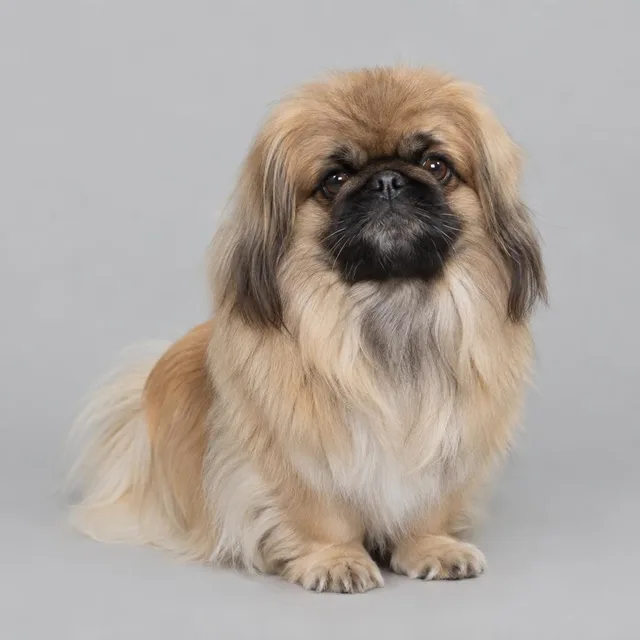 Pekinés