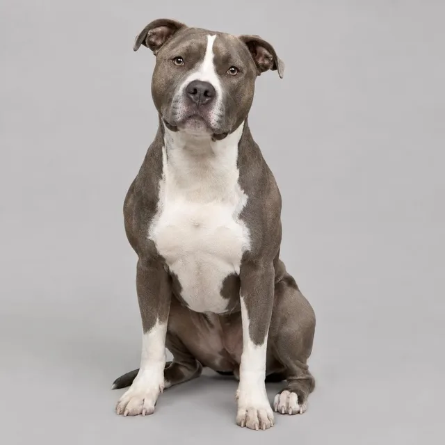 Pitbull (American pit bull terrier)