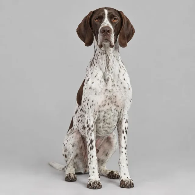 Pointer inglés