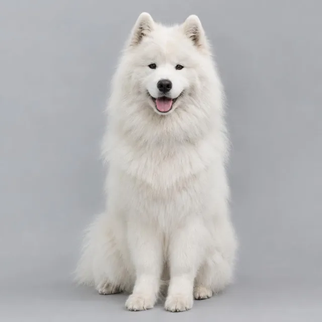 Samoyedo