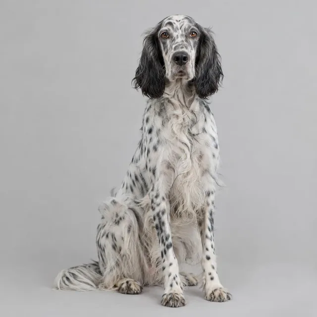 Setter inglés
