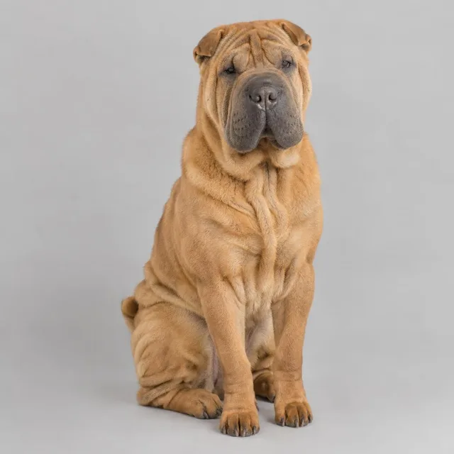 Shar pei