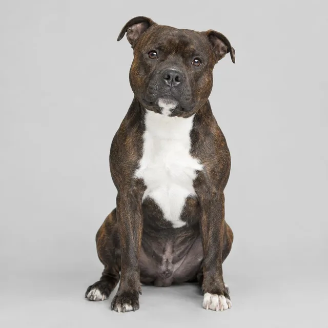Staffordshire bull terrier