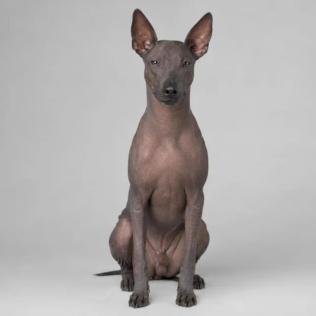 Xoloitzcuintle